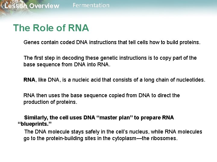 Lesson Overview Fermentation The Role of RNA Genes contain coded DNA instructions that tell