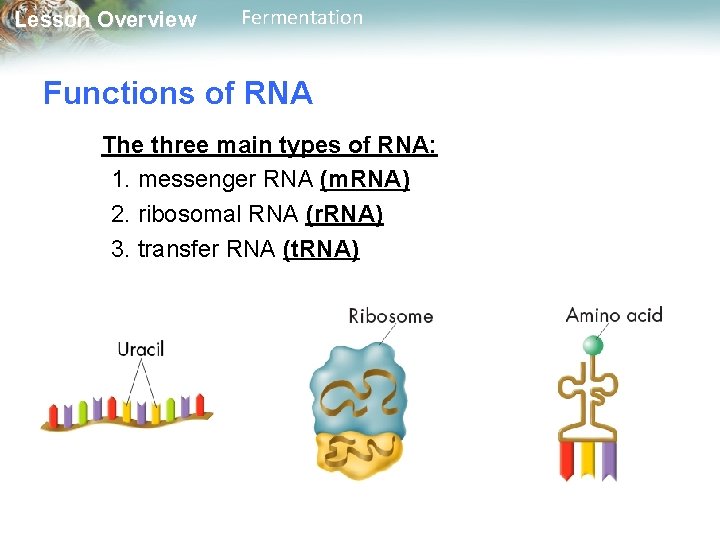 Lesson Overview Fermentation Functions of RNA The three main types of RNA: 1. messenger
