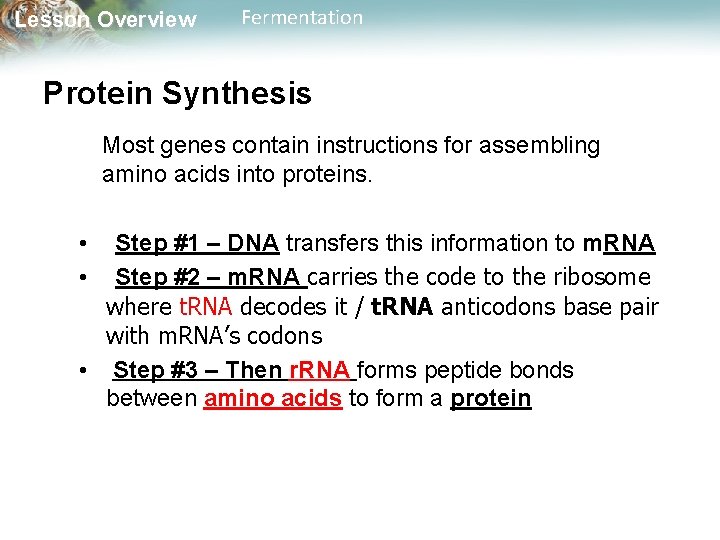 Lesson Overview Fermentation Protein Synthesis Most genes contain instructions for assembling amino acids into