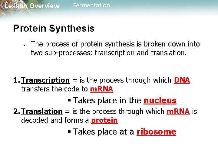 Lesson Overview Fermentation Protein Synthesis The process of protein synthesis is broken down into