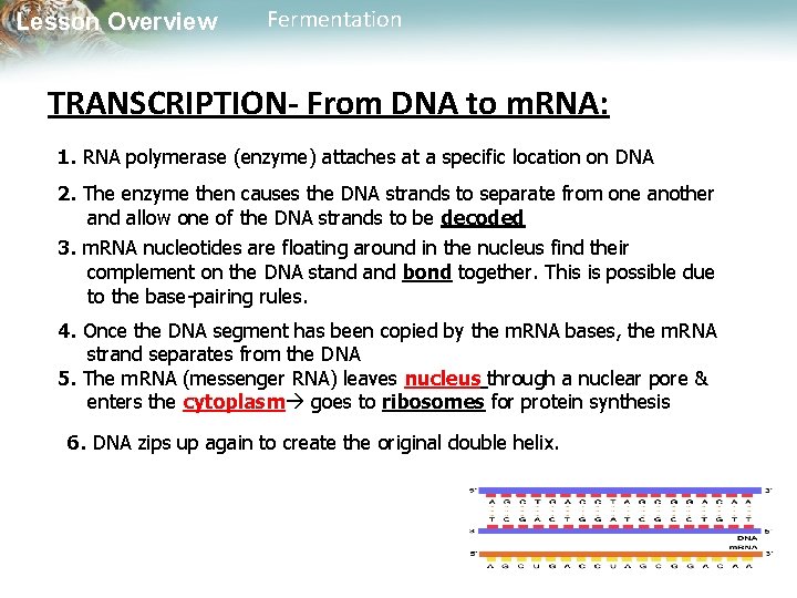 Lesson Overview Fermentation TRANSCRIPTION- From DNA to m. RNA: 1. RNA polymerase (enzyme) attaches
