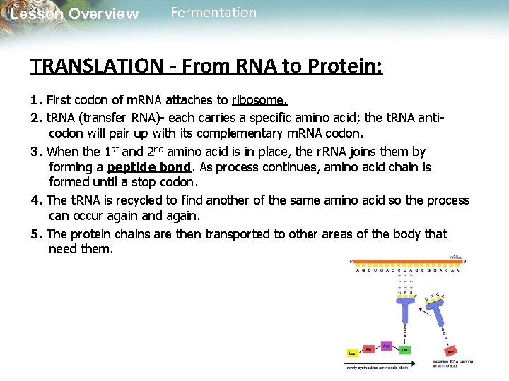 Lesson Overview Fermentation TRANSLATION - From RNA to Protein: 1. First codon of m.