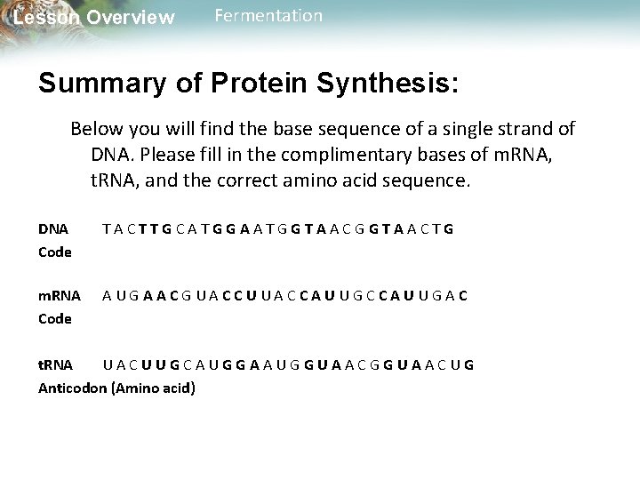 Lesson Overview Fermentation Summary of Protein Synthesis: Below you will find the base sequence
