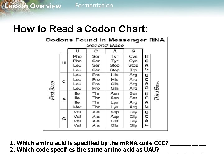 Lesson Overview Fermentation How to Read a Codon Chart: 1. Which amino acid is