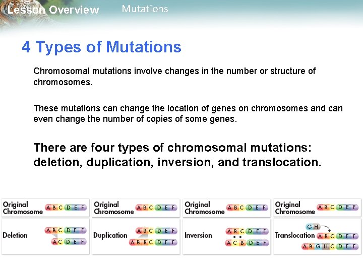 Lesson Overview Mutations 4 Types of Mutations Chromosomal mutations involve changes in the number