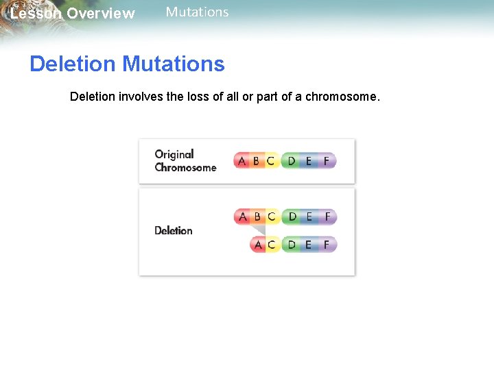 Lesson Overview Mutations Deletion involves the loss of all or part of a chromosome.