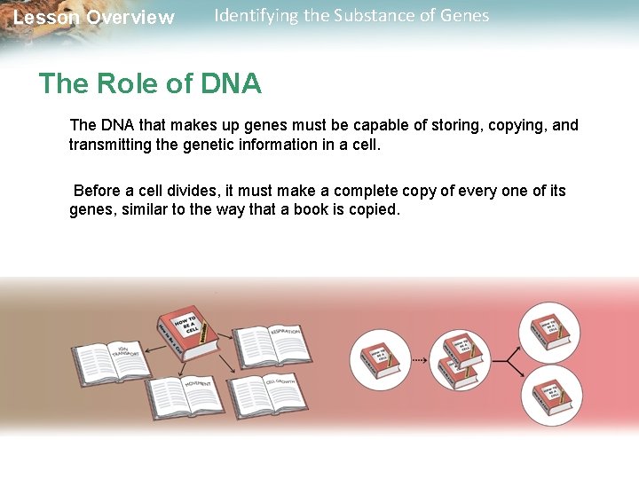 Lesson Overview Identifying the Substance of Genes The Role of DNA The DNA that