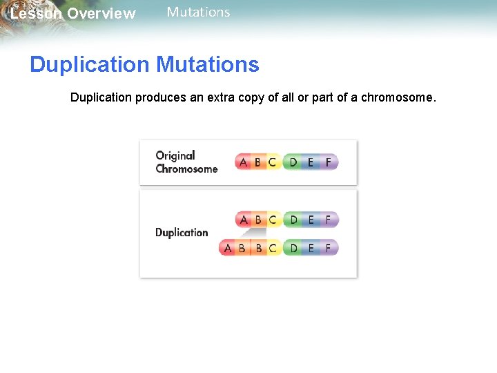 Lesson Overview Mutations Duplication produces an extra copy of all or part of a