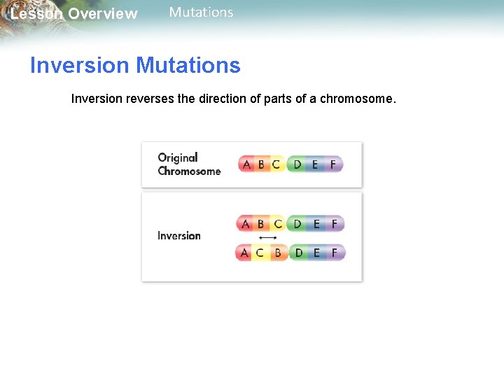 Lesson Overview Mutations Inversion reverses the direction of parts of a chromosome. 