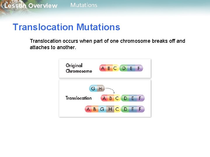 Lesson Overview Mutations Translocation occurs when part of one chromosome breaks off and attaches
