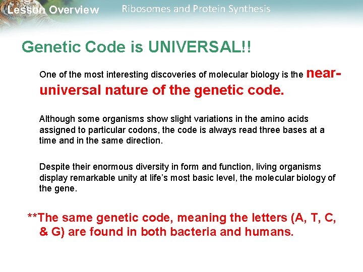 Lesson Overview Ribosomes and Protein Synthesis Genetic Code is UNIVERSAL!! One of the most