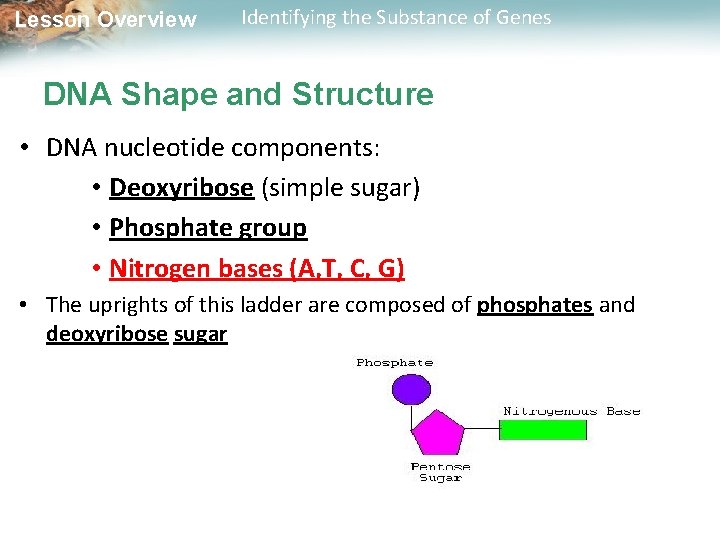 Lesson Overview Identifying the Substance of Genes DNA Shape and Structure • DNA nucleotide