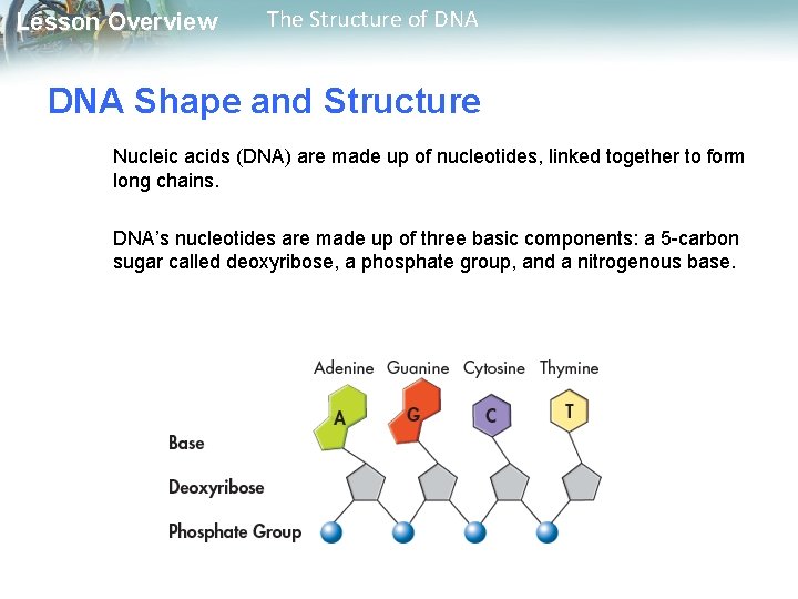 Lesson Overview The Structure of DNA Shape and Structure Nucleic acids (DNA) are made