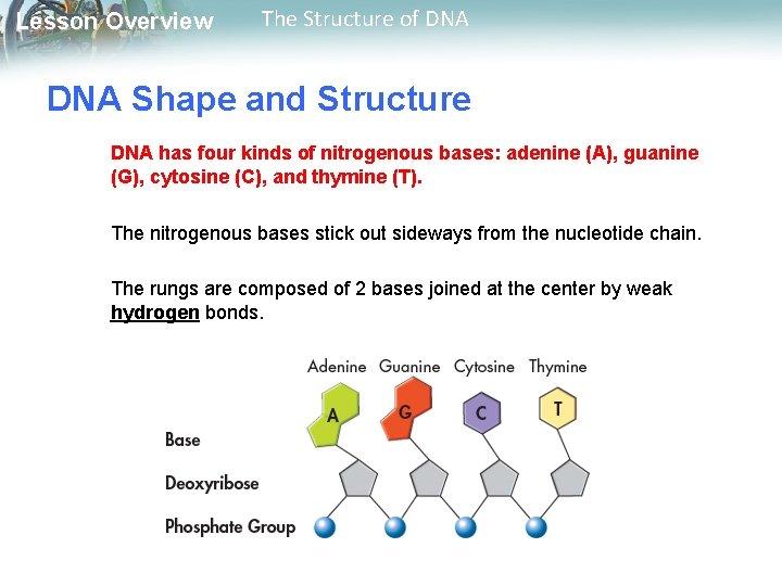 Lesson Overview The Structure of DNA Shape and Structure DNA has four kinds of