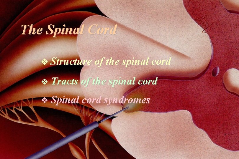 The Spinal Cord Structure of the spinal cord v Tracts of the spinal cord