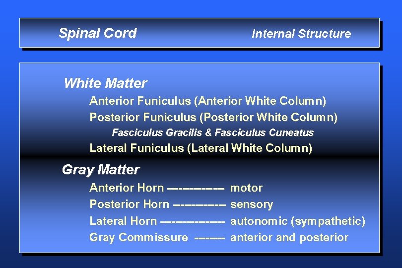 Spinal Cord Internal Structure White Matter Anterior Funiculus (Anterior White Column) Posterior Funiculus (Posterior