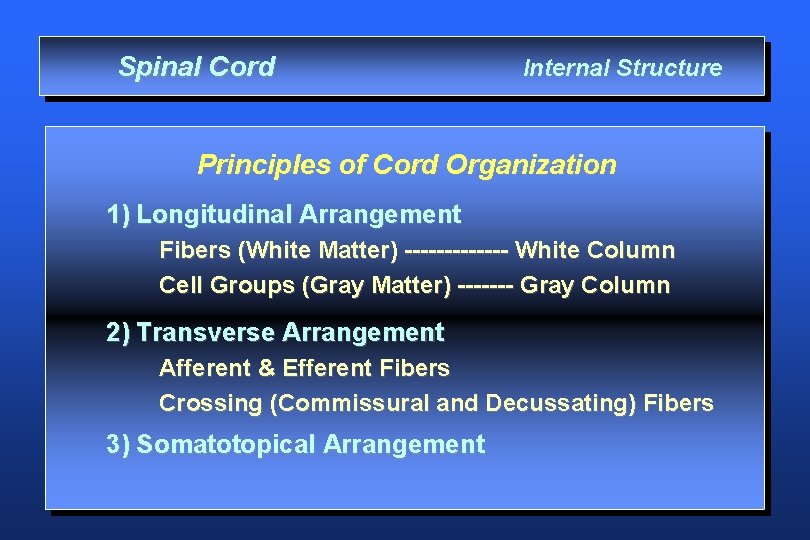 Spinal Cord Internal Structure Principles of Cord Organization 1) Longitudinal Arrangement Fibers (White Matter)