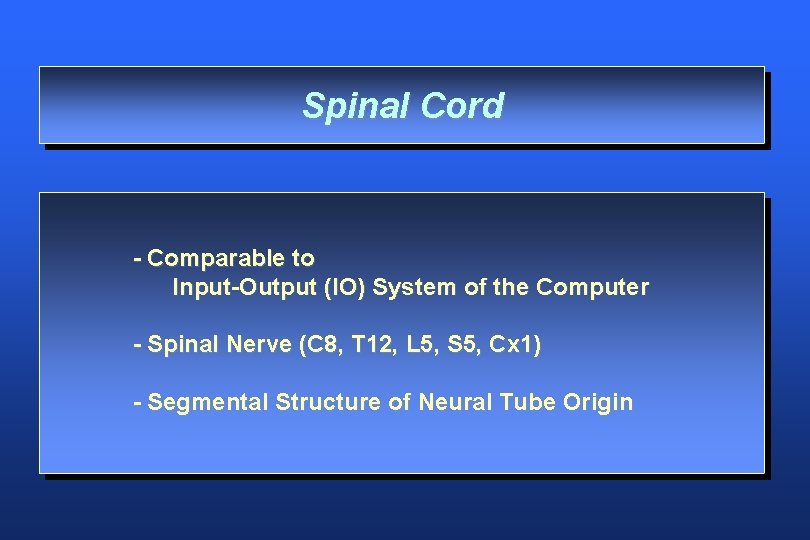 Spinal Cord - Comparable to Input-Output (IO) System of the Computer - Spinal Nerve