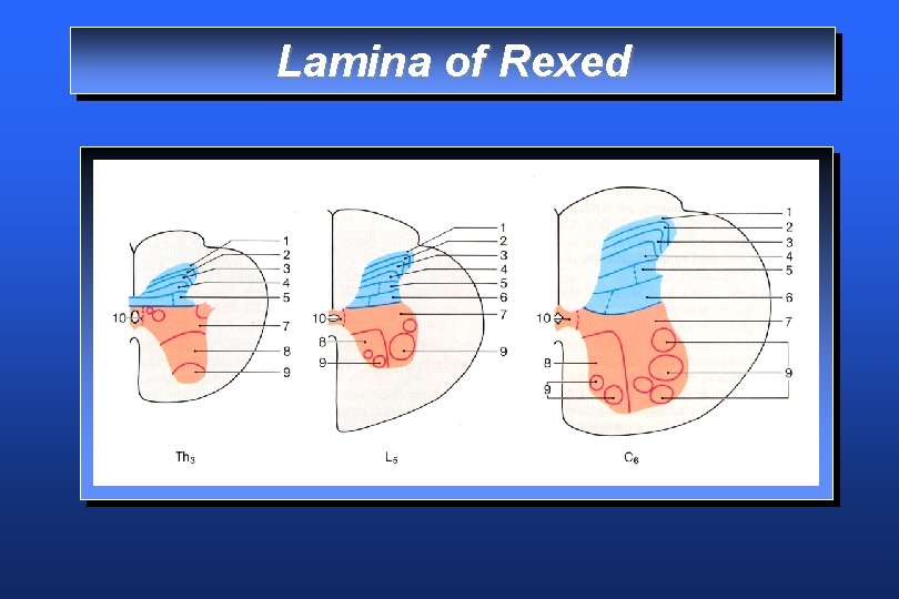 Lamina of Rexed 