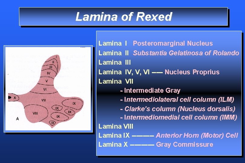 Lamina of Rexed Lamina I Posteromarginal Nucleus Lamina II Substantia Gelatinosa of Rolando Lamina