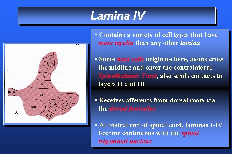 Lamina IV • Contains a variety of cell types that have more myelin than
