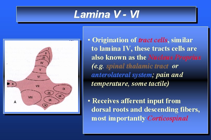 Lamina V - VI • Origination of tract cells, cells similar to lamina IV,