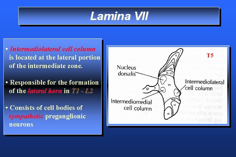 Lamina VII • Intermediolateral cell column is located at the lateral portion of the