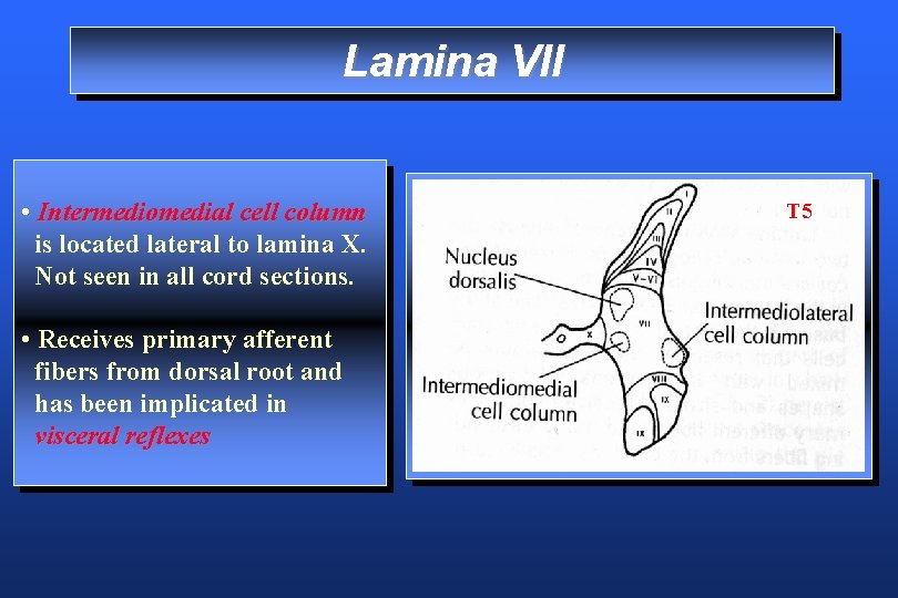 Lamina VII • Intermediomedial cell column is located lateral to lamina X. Not seen