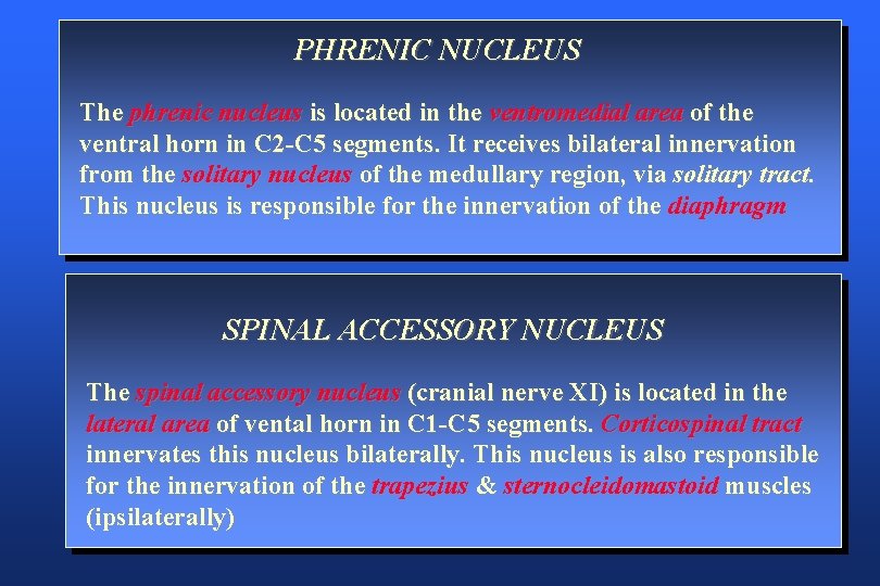 PHRENIC NUCLEUS The phrenic nucleus is located in the ventromedial area of the ventral