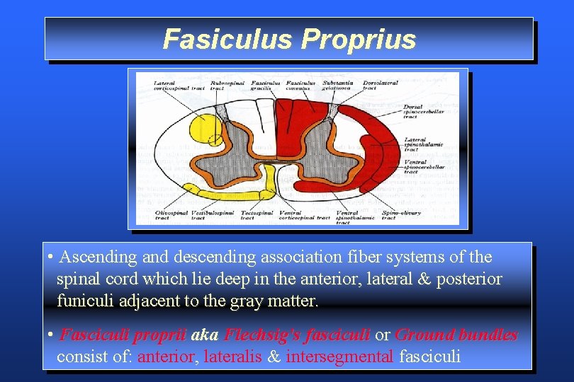 Fasiculus Proprius • Ascending and descending association fiber systems of the spinal cord which
