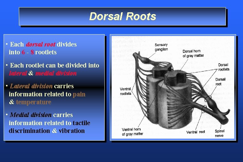 Dorsal Roots • Each dorsal root divides into 6 - 8 rootlets • Each