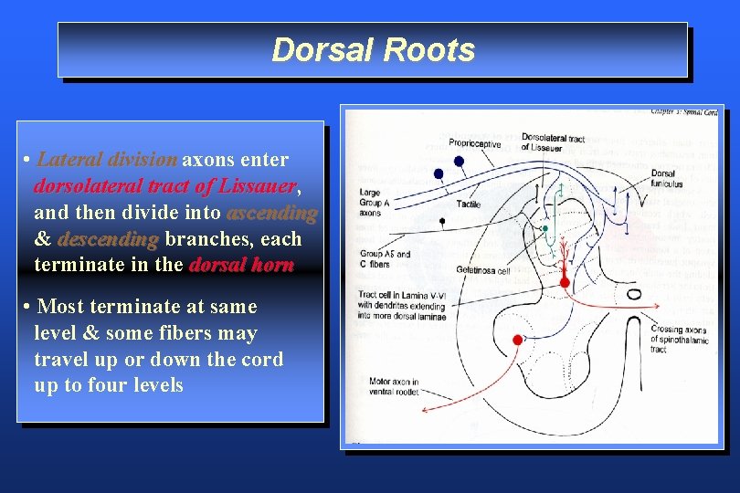 Dorsal Roots • Lateral division axons enter dorsolateral tract of Lissauer, Lissauer and then