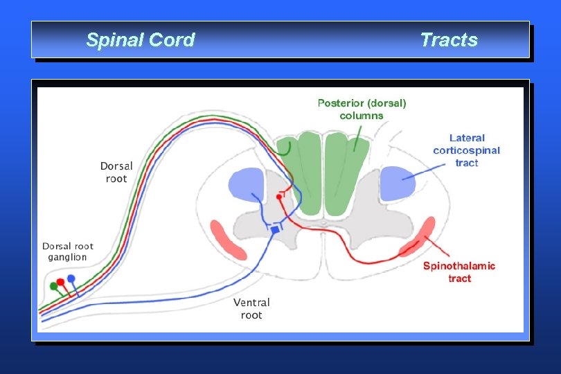 Spinal Cord Tracts 
