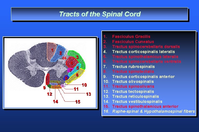 Tracts of the Spinal Cord 16 1. 2. 3. 4. 5. 6. 7. 8.