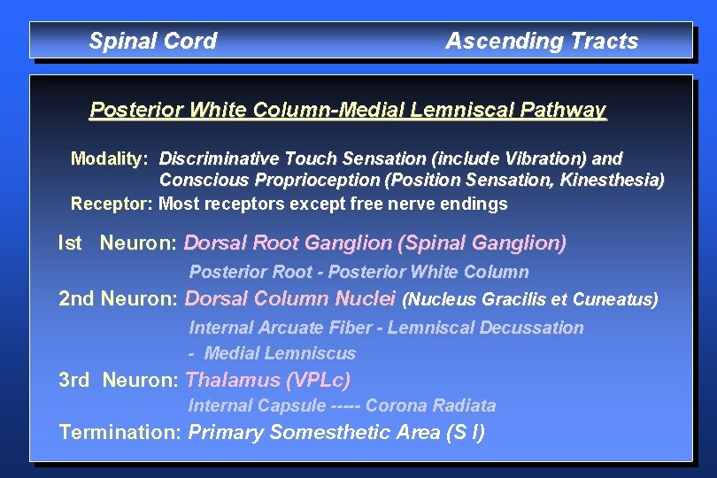 Spinal Cord Ascending Tracts Posterior White Column-Medial Lemniscal Pathway Modality: Discriminative Touch Sensation (include