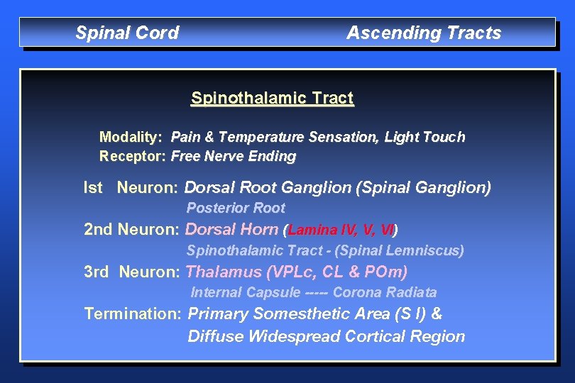 Spinal Cord Ascending Tracts Spinothalamic Tract Modality: Pain & Temperature Sensation, Light Touch Receptor: