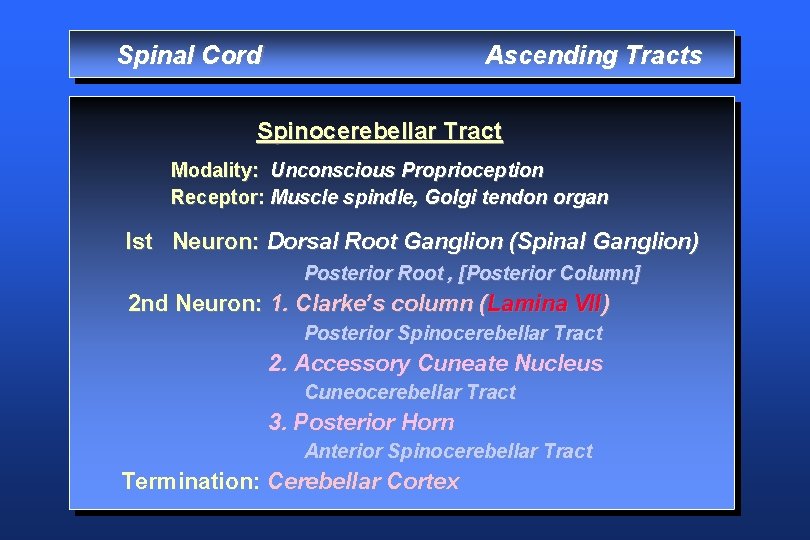 Spinal Cord Ascending Tracts Spinocerebellar Tract Modality: Unconscious Proprioception Receptor: Muscle spindle, Golgi tendon