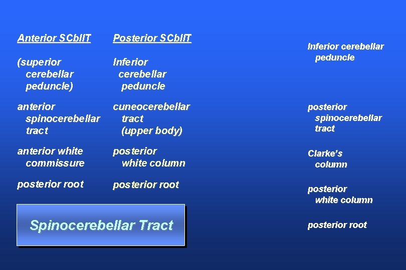 Anterior SCbll. T Posterior SCbll. T (superior cerebellar peduncle) Inferior cerebellar peduncle anterior spinocerebellar
