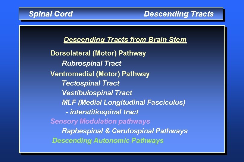 Spinal Cord Descending Tracts from Brain Stem Dorsolateral (Motor) Pathway Rubrospinal Tract Ventromedial (Motor)
