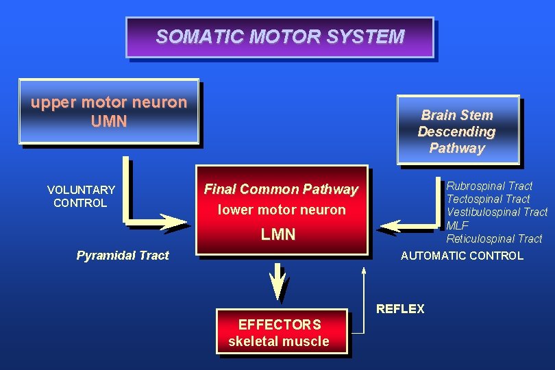 SOMATIC MOTOR SYSTEM upper motor neuron UMN VOLUNTARY CONTROL Brain Stem Descending Pathway Rubrospinal