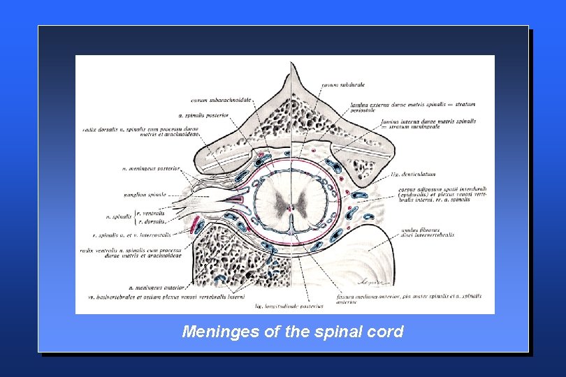 Meninges of the spinal cord 