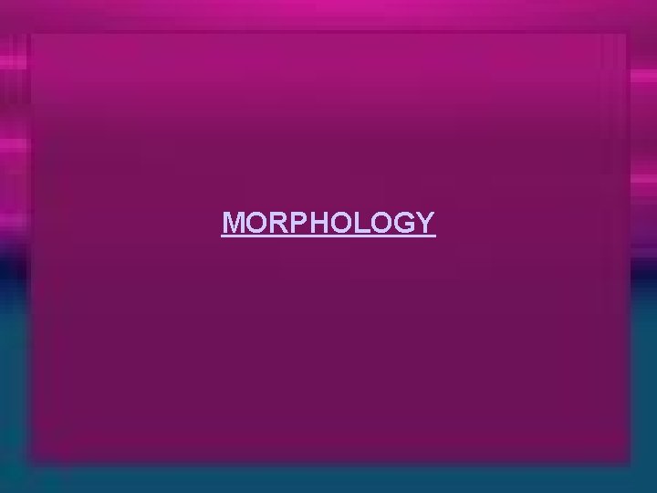 MORPHOLOGY 