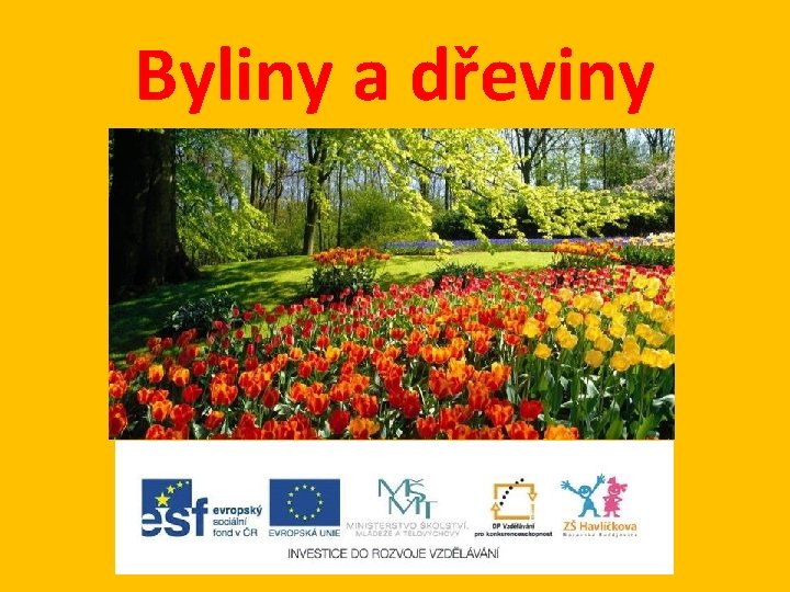 Byliny a dřeviny 