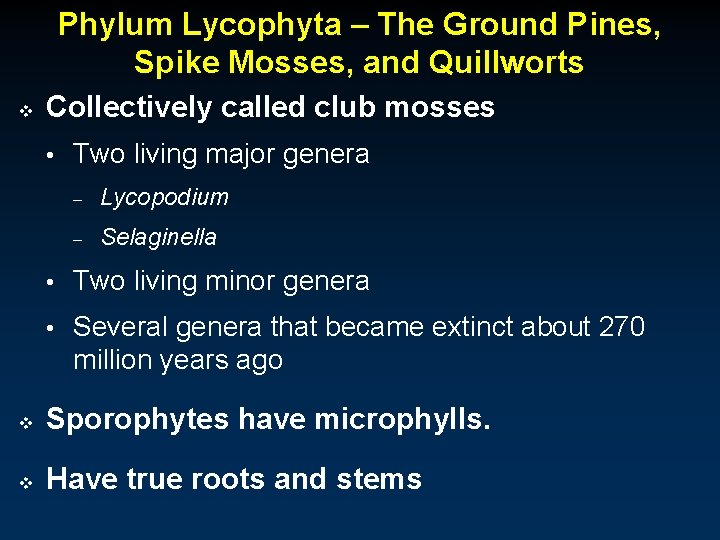 Phylum Lycophyta – The Ground Pines, Spike Mosses, and Quillworts v Collectively called club