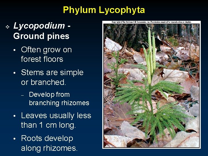 Phylum Lycophyta v Lycopodium Ground pines • Often grow on forest floors • Stems