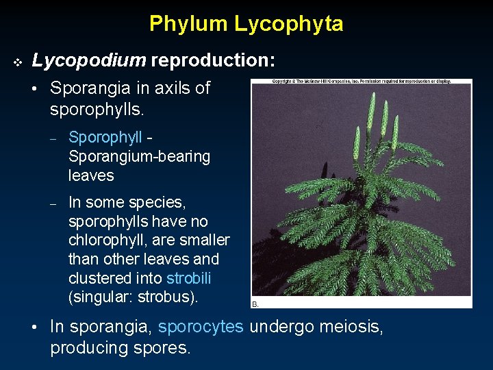 Phylum Lycophyta v Lycopodium reproduction: • Sporangia in axils of sporophylls. – Sporophyll Sporangium-bearing