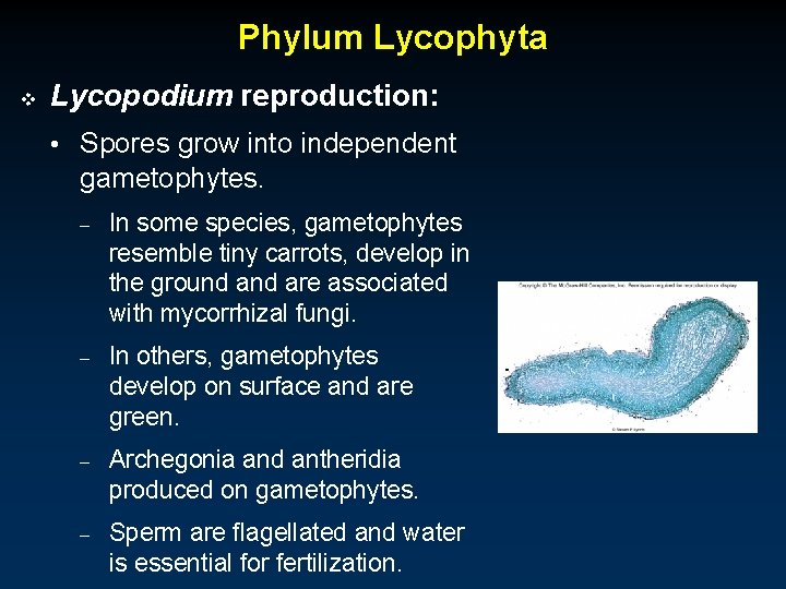 Phylum Lycophyta v Lycopodium reproduction: • Spores grow into independent gametophytes. – In some