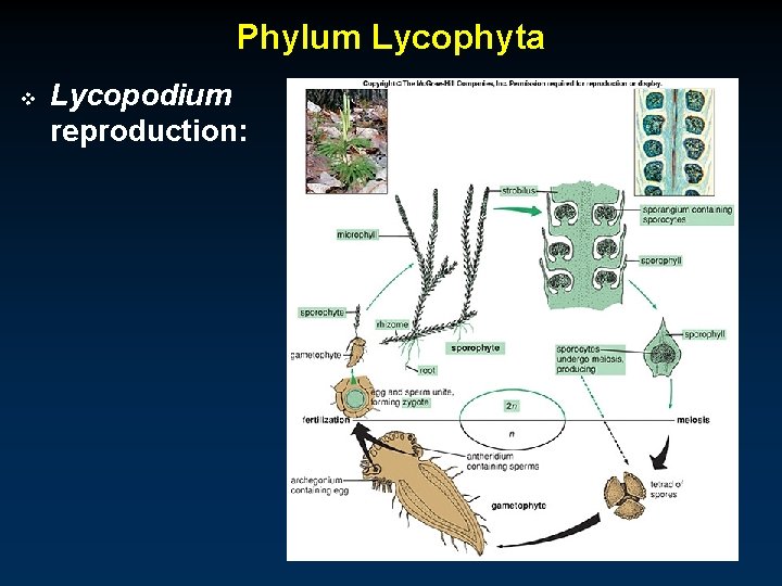 Phylum Lycophyta v Lycopodium reproduction: 