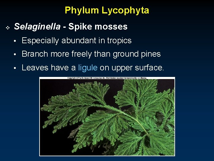 Phylum Lycophyta v Selaginella - Spike mosses • Especially abundant in tropics • Branch