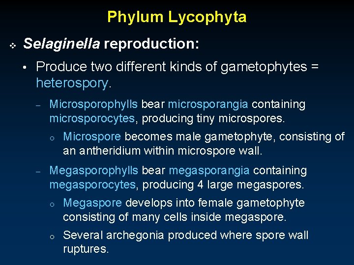 Phylum Lycophyta v Selaginella reproduction: • Produce two different kinds of gametophytes = heterospory.
